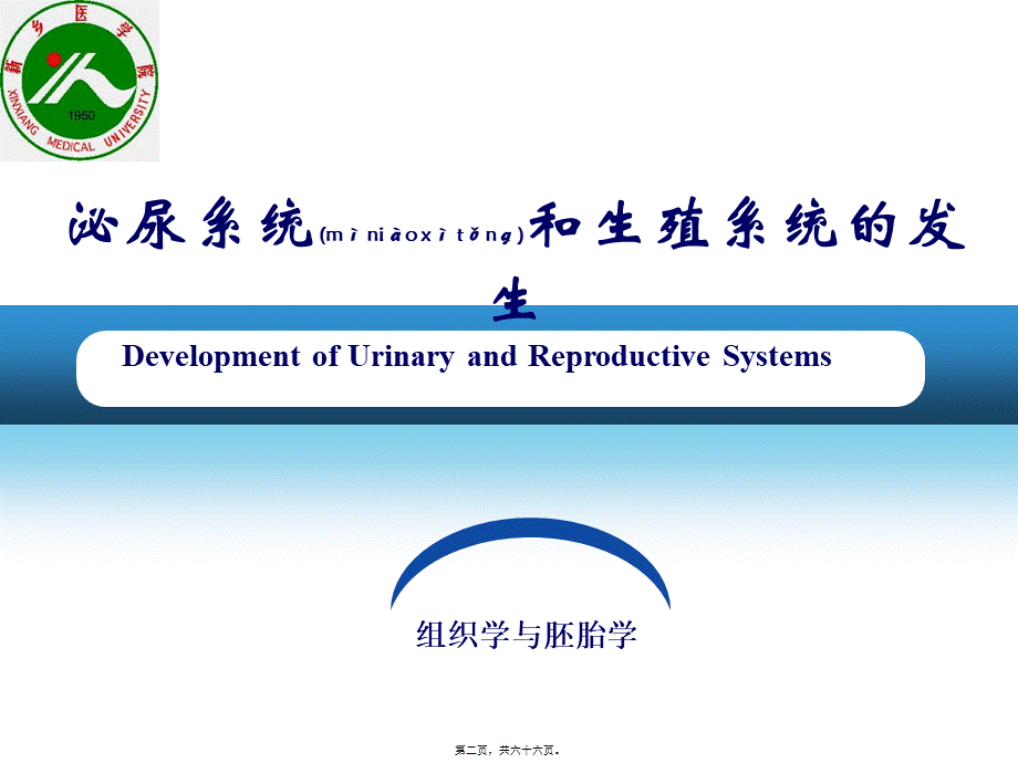 2022年医学专题—泌尿系统及生殖系统的发生(1).ppt_第2页