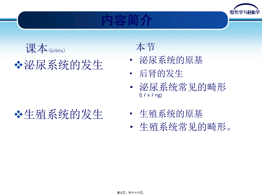 2022年医学专题—泌尿系统及生殖系统的发生(1).ppt_第3页