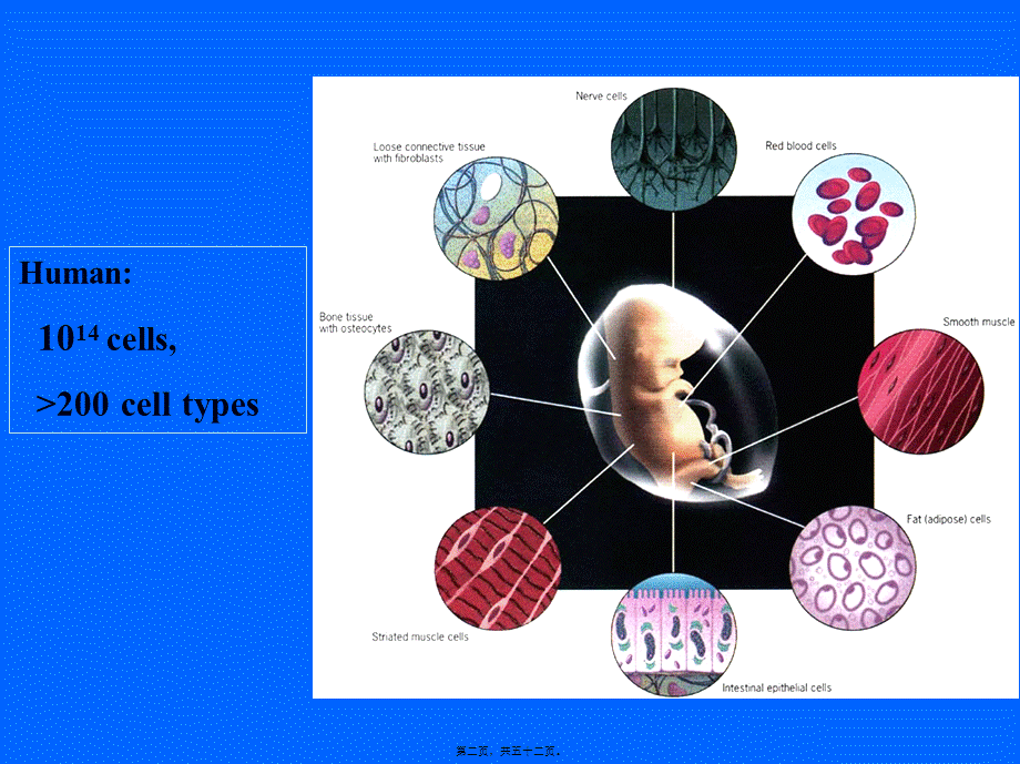 2022年医学专题—干细胞(1).ppt_第2页