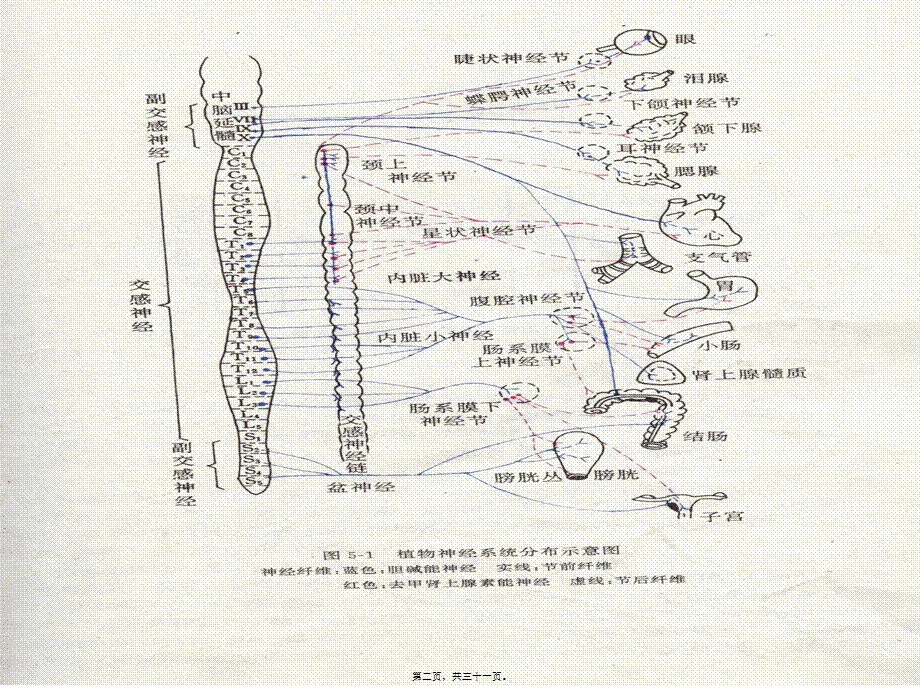 2022年医学专题—第五章-传出神经系统药理(1).ppt_第2页