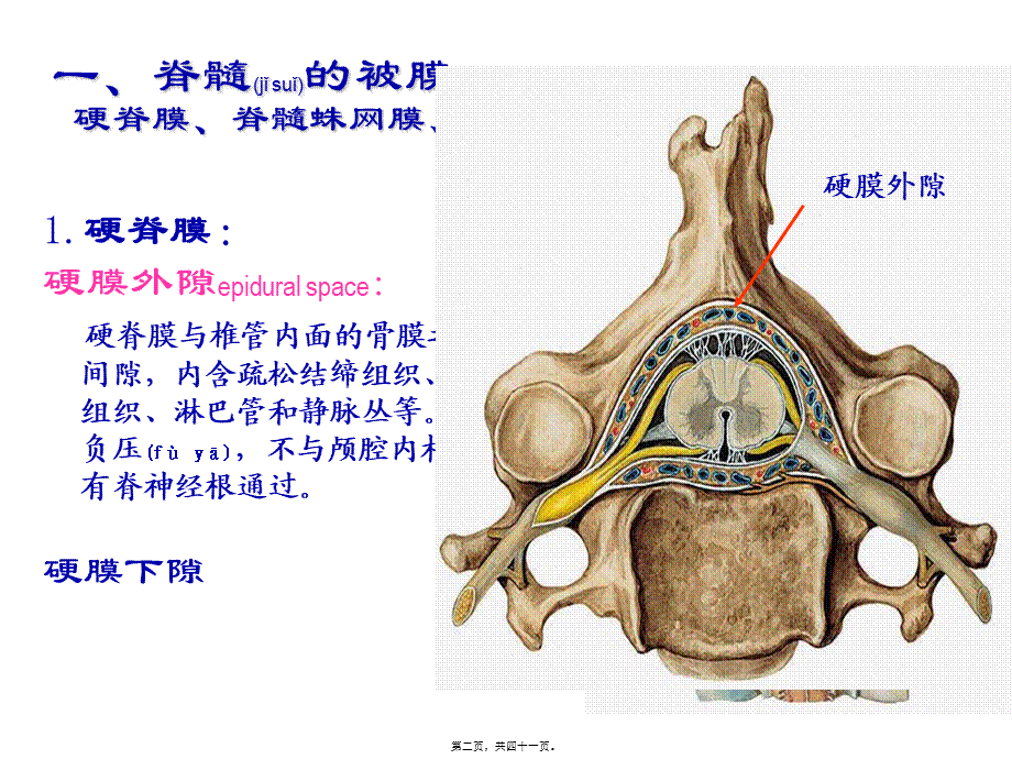 2022年医学专题—局解---脑脊髓被膜及血管(1).ppt_第2页