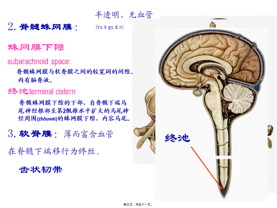 2022年医学专题—局解---脑脊髓被膜及血管(1).ppt_第3页