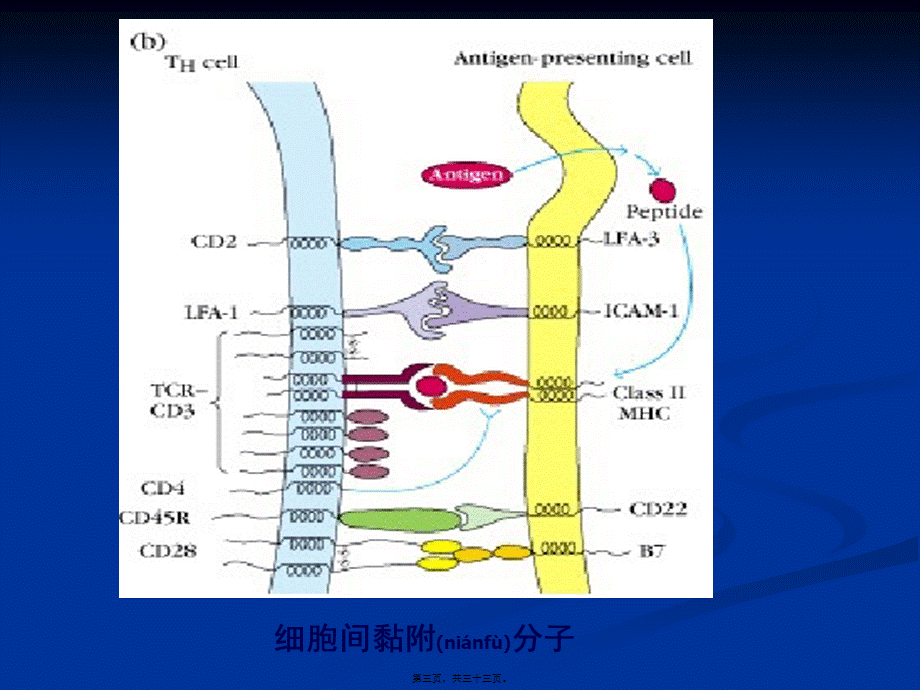 2022年医学专题—免疫学12-细胞粘附分子(1).ppt_第3页