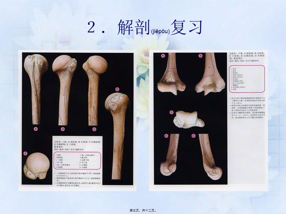 2022年医学专题—肱骨内上髁炎(1).ppt_第3页