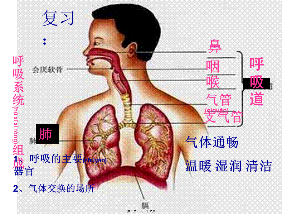 2022年医学专题—发生在肺内的气体交换(修改)(1).ppt_第1页