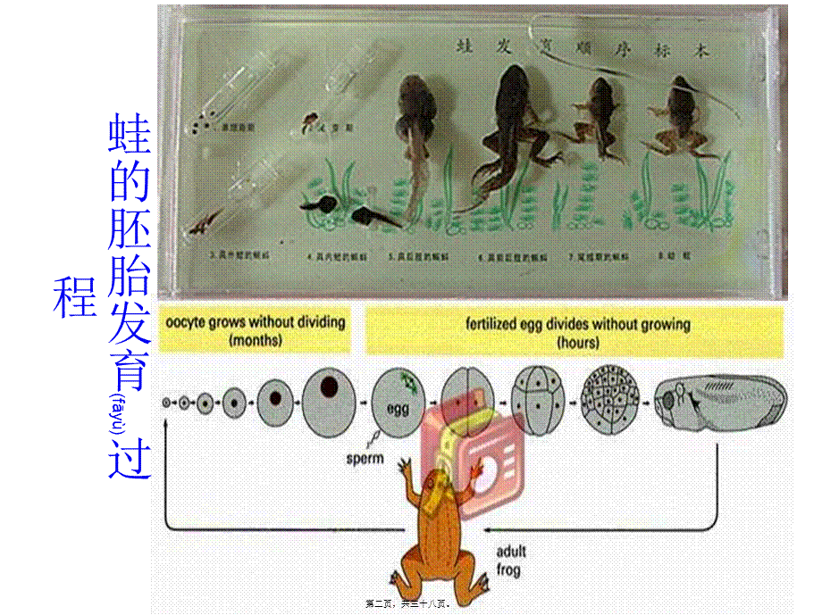 2022年医学专题—第十五章-细胞分化与胚胎发育概况(1).ppt_第2页