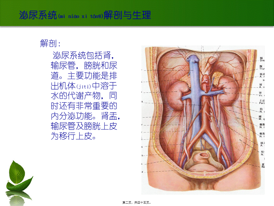 2022年医学专题—泌尿系结石o(╯□╰)o(1).ppt_第2页