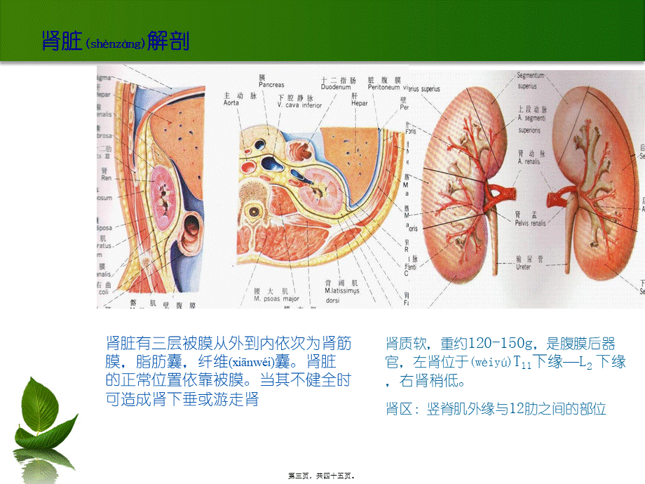 2022年医学专题—泌尿系结石o(╯□╰)o(1).ppt_第3页