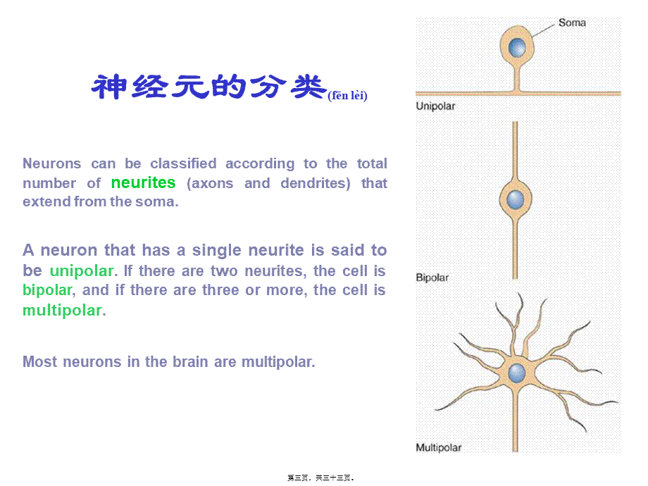 2022年医学专题—脑结构(1).ppt_第3页