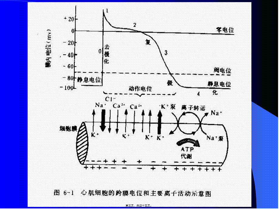 2022年医学专题—第04篇-血液循环(1).ppt_第3页