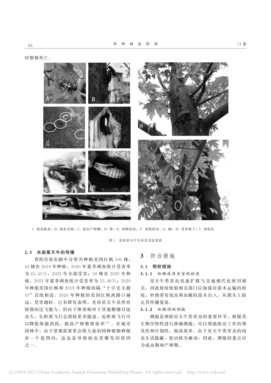 贵阳市美国红枫光肩星天牛的发生现状及防治措施_唐恒.pdf_第3页