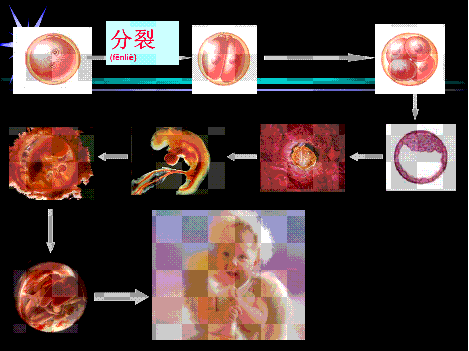 2022年医学专题—.2-细胞分化-(共36张PPT)(1).ppt_第2页