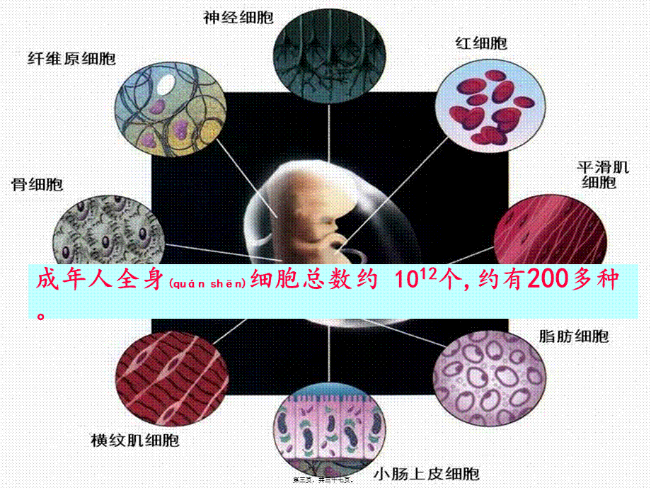 2022年医学专题—.2-细胞分化-(共36张PPT)(1).ppt_第3页