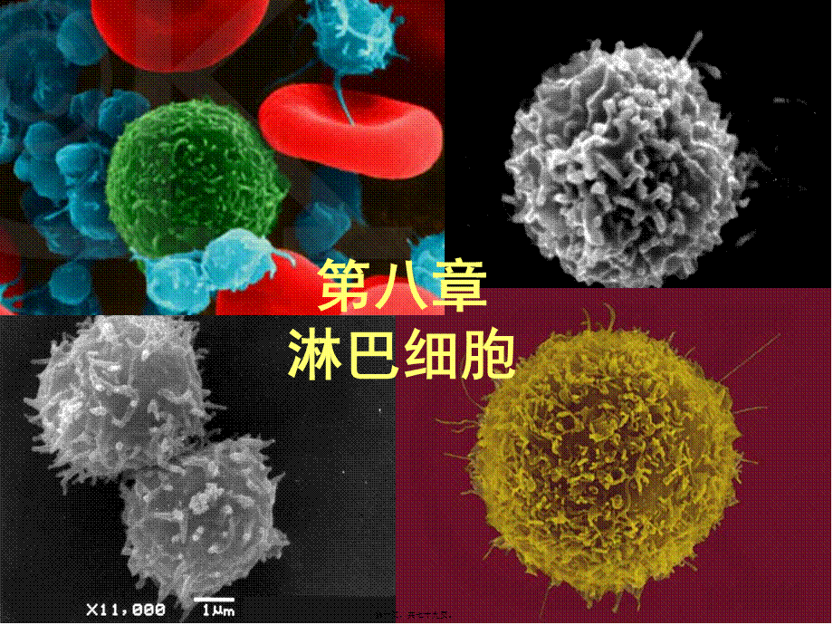 2022年医学专题—第8章-淋巴细胞(1).ppt_第1页