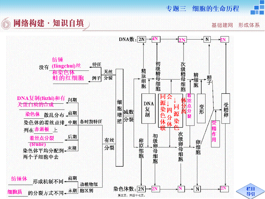 2022年医学专题—二轮复习-细胞增殖和受精作用(1).ppt_第3页