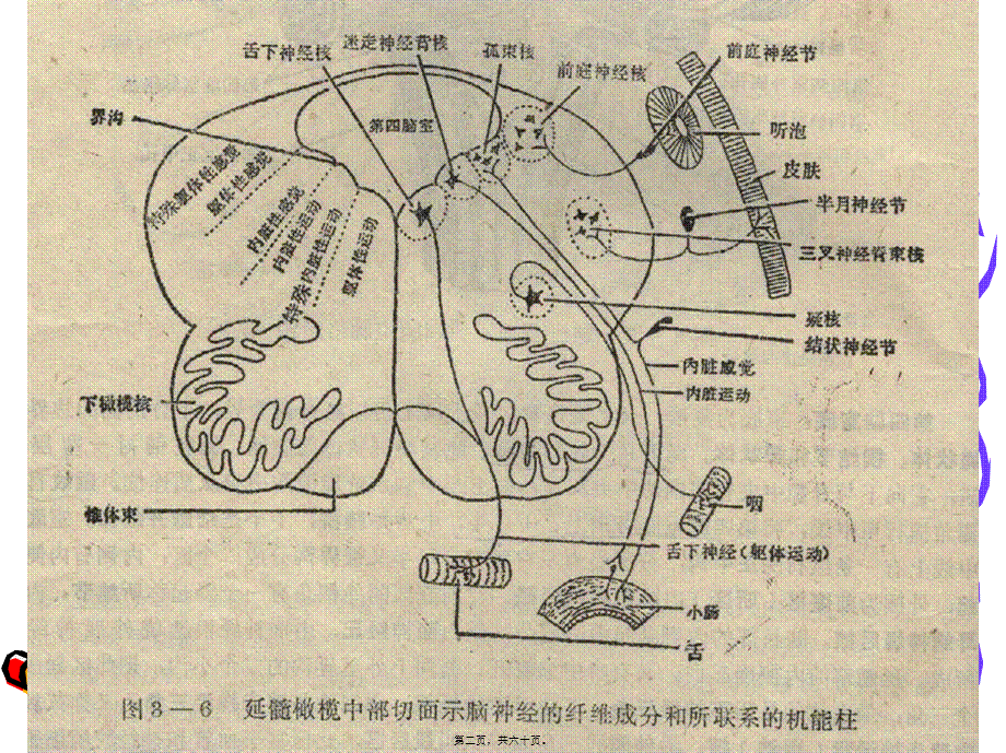 2022年医学专题—脑干的内部结构(1).ppt_第2页