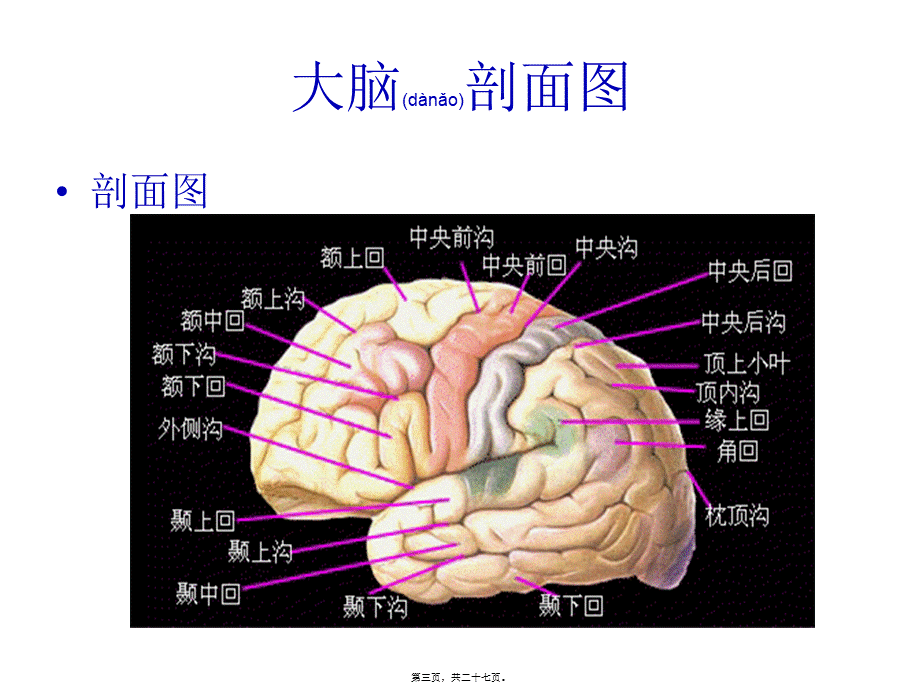 2022年医学专题—大脑结构图图例(1).ppt_第3页