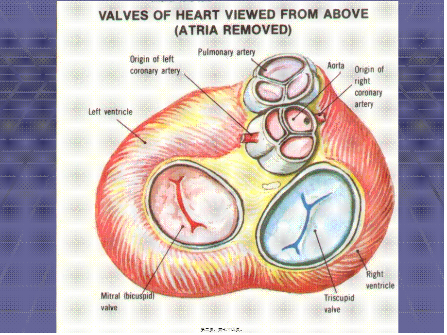 2022年医学专题—心脏瓣膜病的病征(1).ppt_第2页