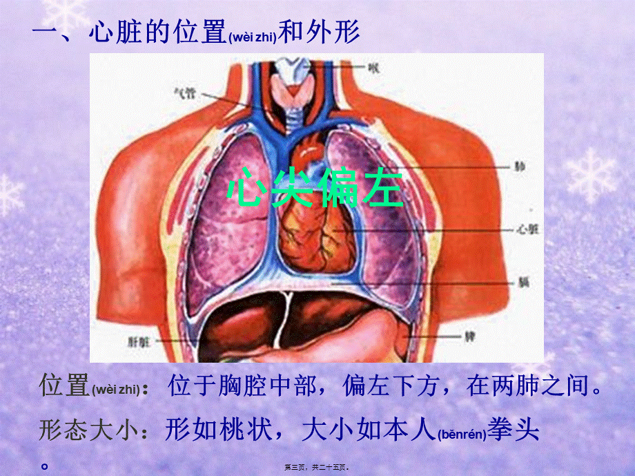 2022年医学专题—心脏的结构和功能(1).ppt_第3页