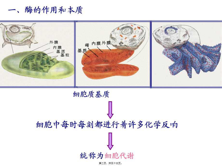 复习5-细胞的能量供应和利用(1).pptx_第2页