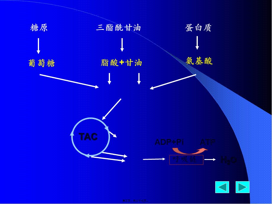 人体内能量代谢(1).pptx_第3页