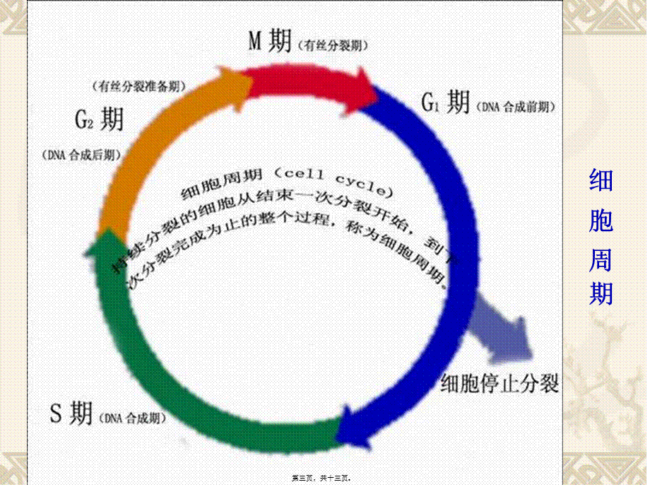 2022年医学专题—植物细胞的分裂概述(1).ppt_第3页