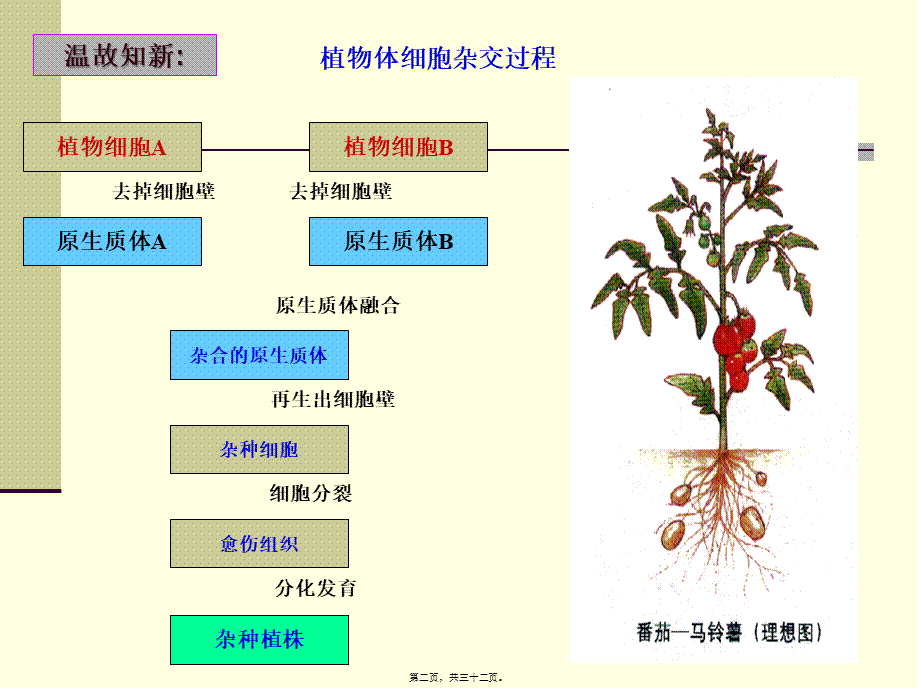 动物细胞融合与单克隆抗体(讲课)(1).pptx_第2页