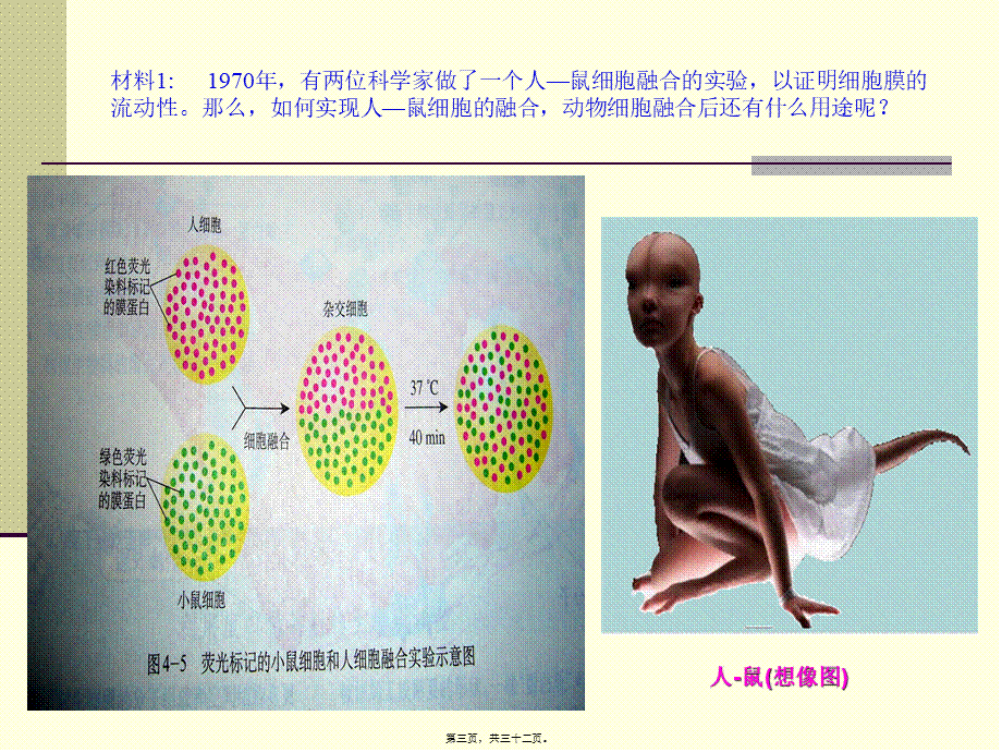 动物细胞融合与单克隆抗体(讲课)(1).pptx_第3页