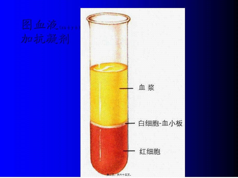 2022年医学专题—胚胎学：血液(1).ppt_第2页