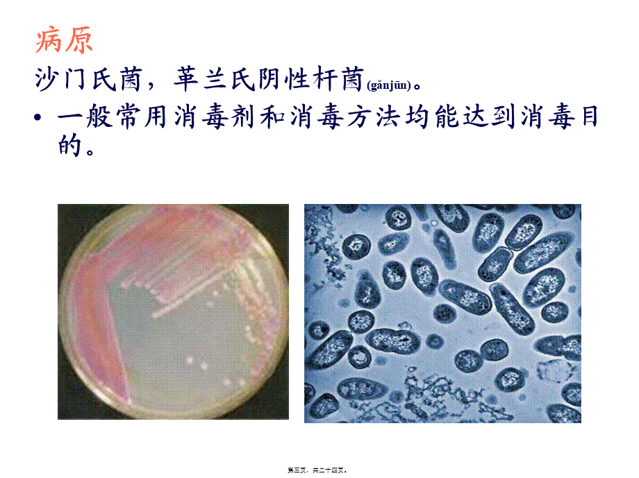 2022年医学专题—禽病学-沙门氏菌病病(1).ppt_第3页