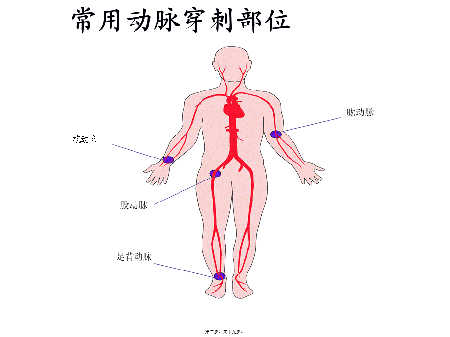 如何抽取动脉血.(1).pptx_第2页