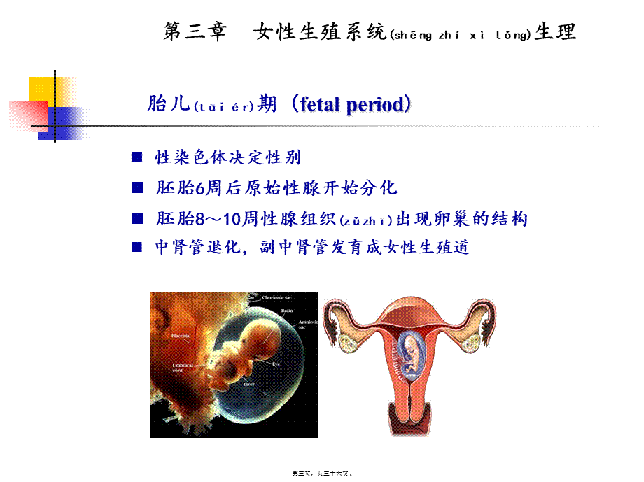 2022年医学专题—女性内分泌激素基础知识(1).ppt_第3页