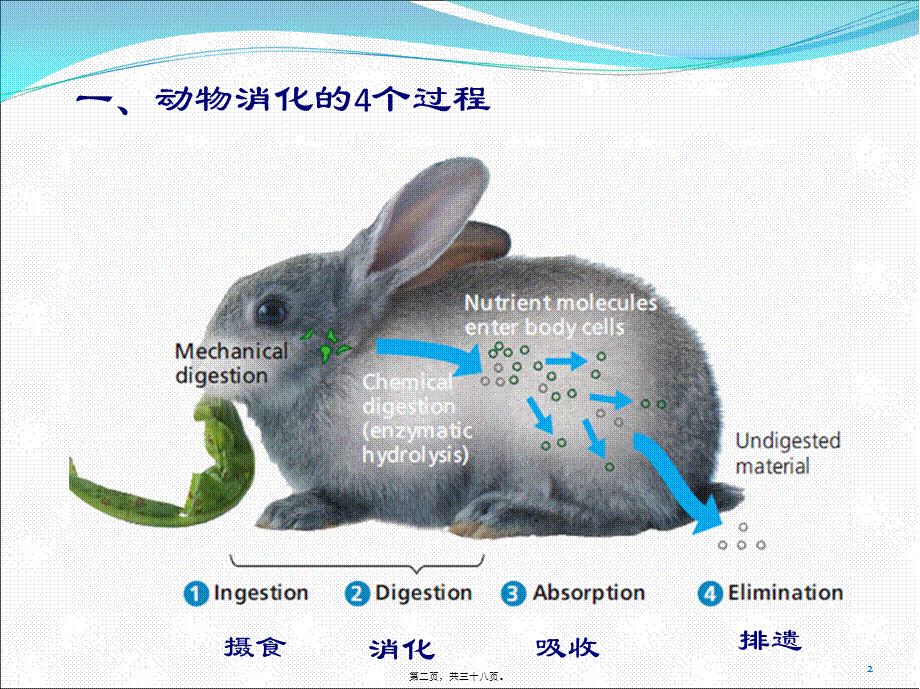 动物消化系统(1).pptx_第2页