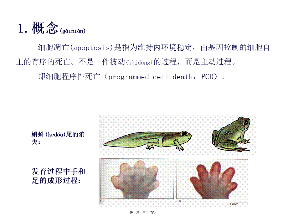 2022年医学专题—细胞凋亡的信号通路(1).ppt_第2页