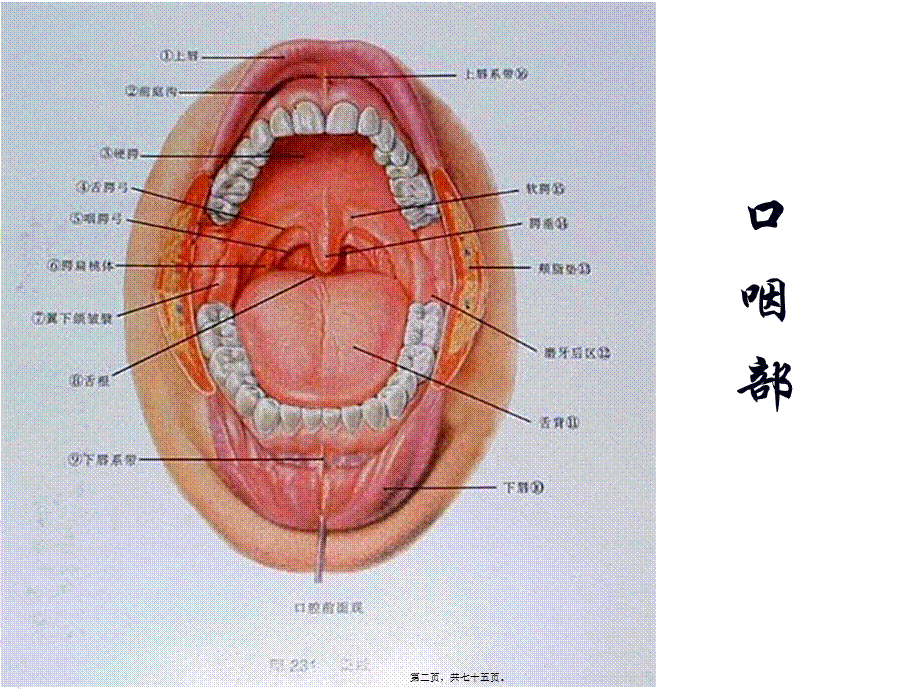 2022年医学专题—头颈部局解(1).ppt_第2页