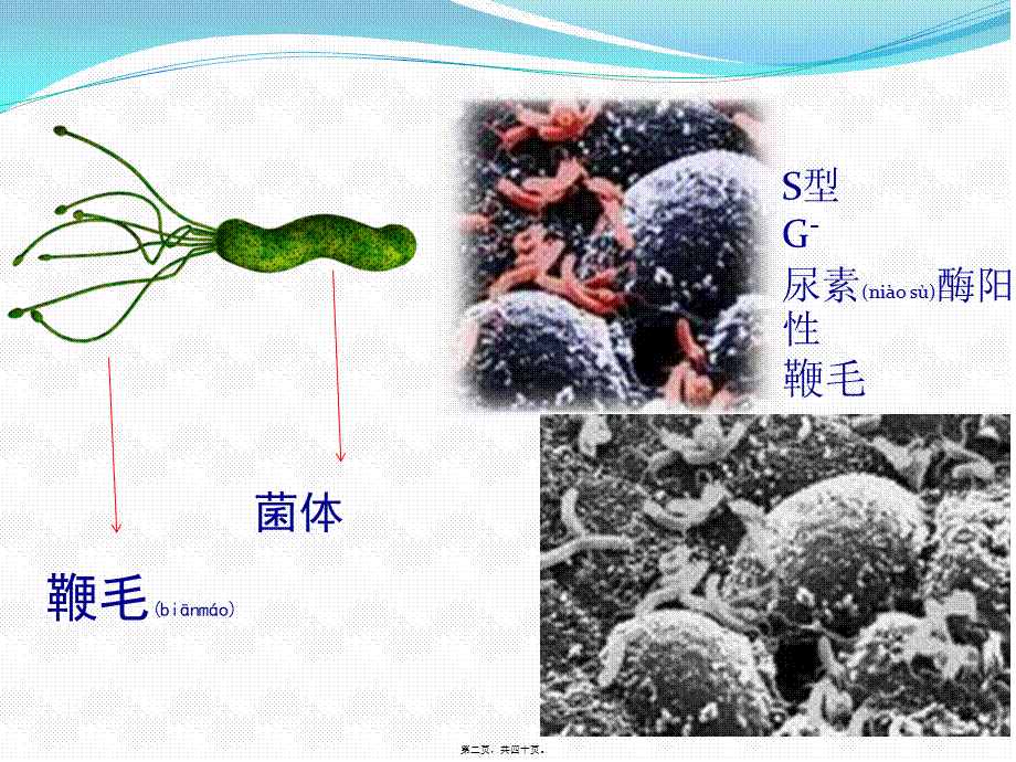 2022年医学专题—幽门螺杆菌感染(1).pptx_第2页