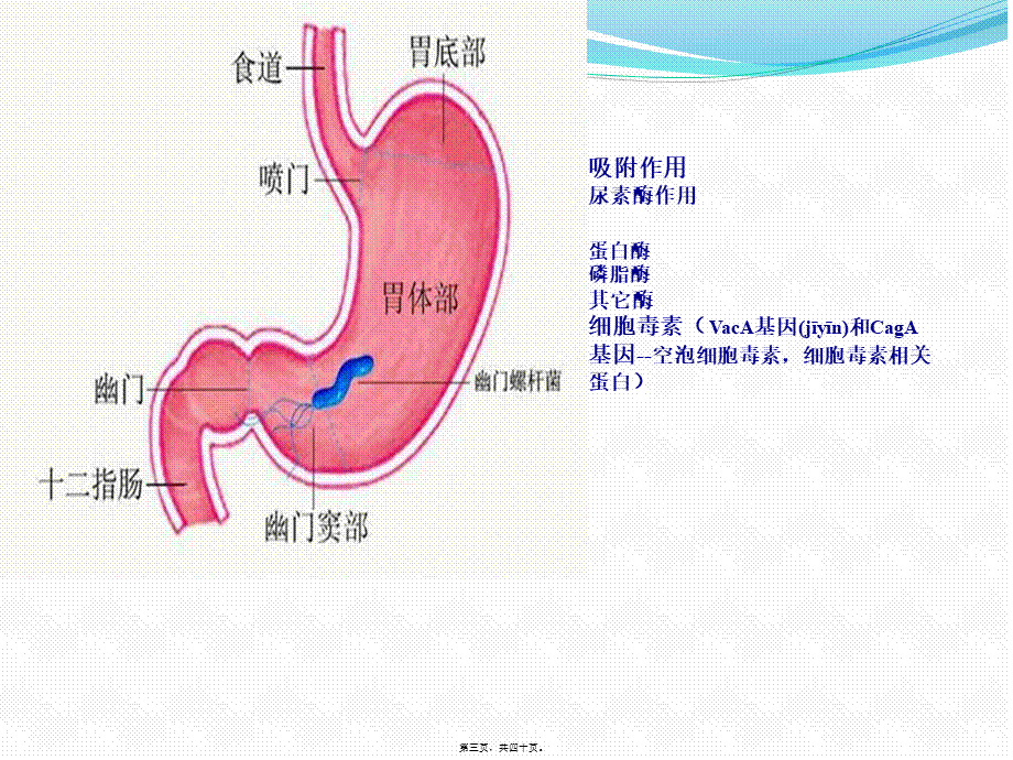 2022年医学专题—幽门螺杆菌感染(1).pptx_第3页