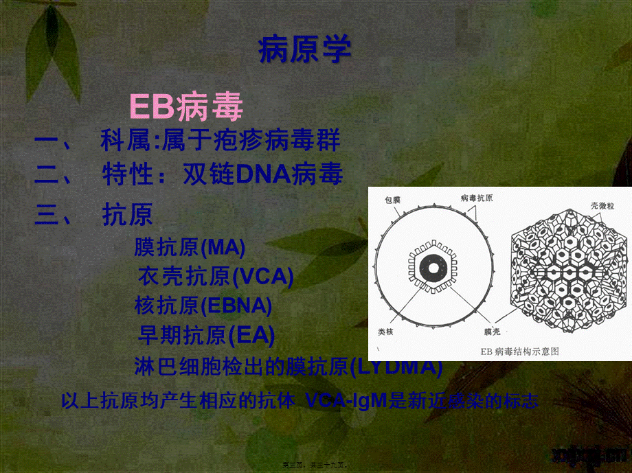 传染性单核细胞增多症IM(1).pptx_第3页