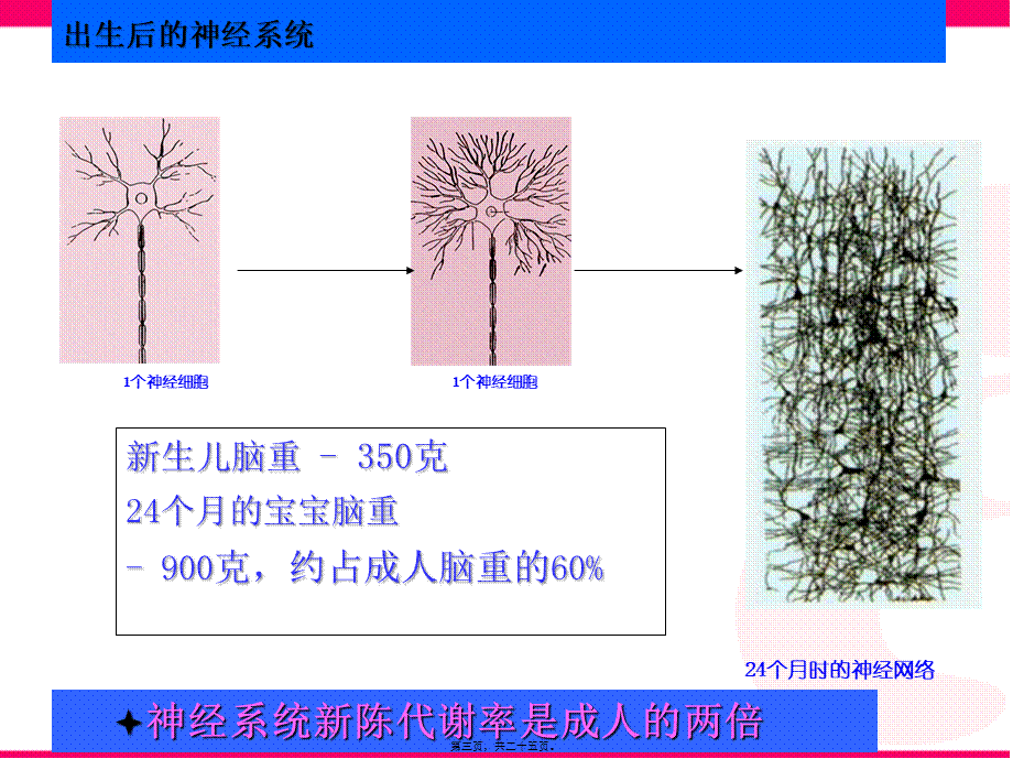 婴幼儿大脑发育第一课(1).pptx_第3页