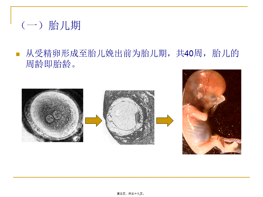 人体发育规律(1).pptx_第3页