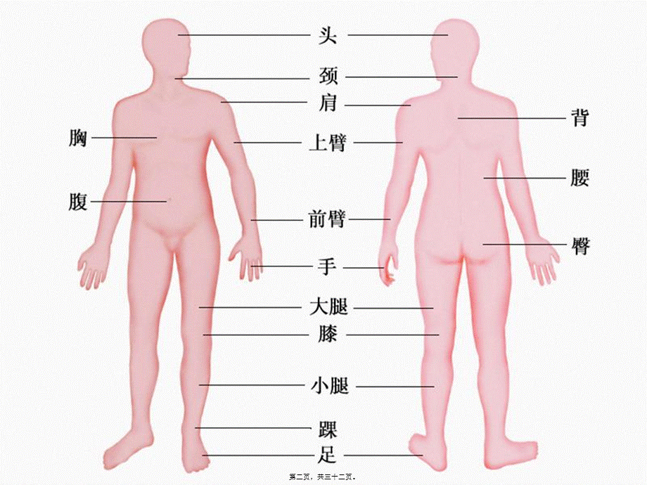 奇妙的人体资料(1).pptx_第2页