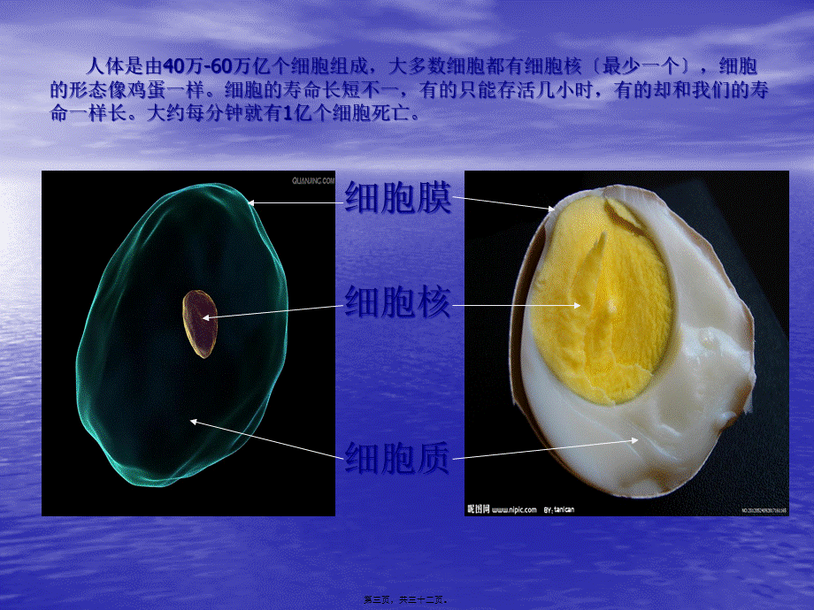 奇妙的人体资料(1).pptx_第3页