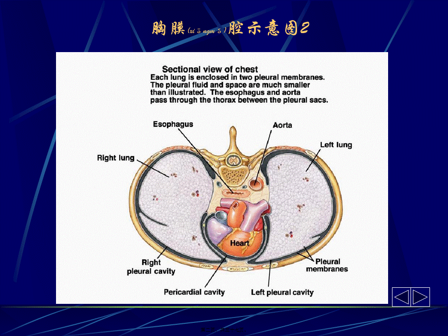 2022年医学专题—胸腔积液第六版(1).ppt_第2页