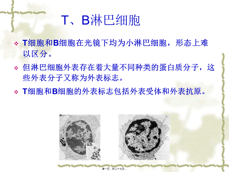 免疫细胞(1).pptx_第1页