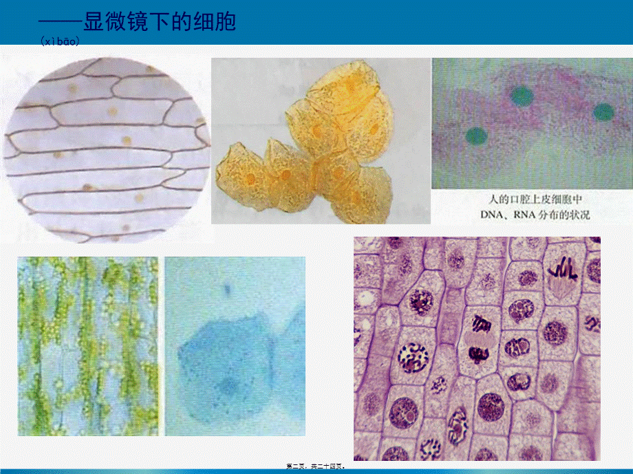 2022年医学专题—一轮复习《细胞器——系统内的分工合作(1).ppt_第2页