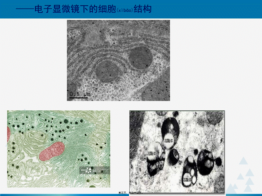 2022年医学专题—一轮复习《细胞器——系统内的分工合作(1).ppt_第3页