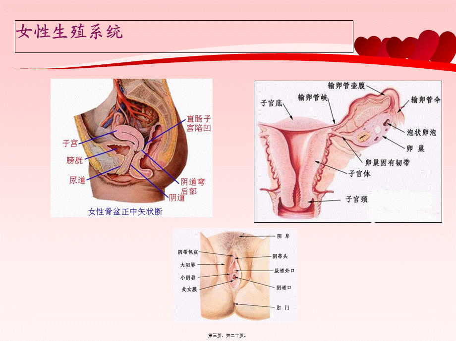 妇女健康知识(1).pptx_第3页