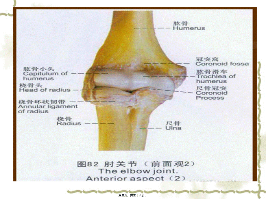 2022年医学专题—肘关节恐怖三联征(1).ppt_第3页