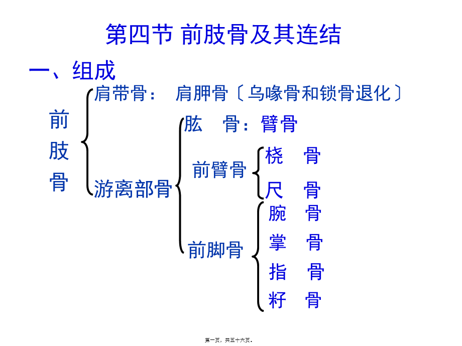 前肢骨及其连结(1).pptx_第1页