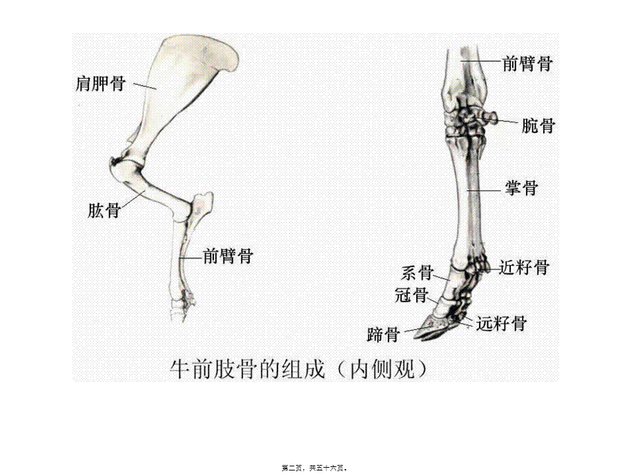 前肢骨及其连结(1).pptx_第2页